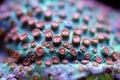 Cyphastrea is the perfect aquarium coral